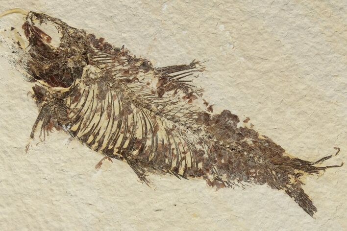 Detailed Fossil Fish (Knightia) - Wyoming #186442